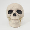 Skull with Movable Jaw
