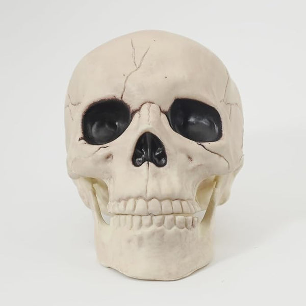 Skull with Movable Jaw