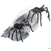Jumping Spider