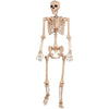 Life Sized Posable Skelton