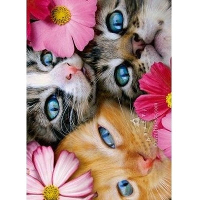 Avanti 3 Kittens Birthday From All Of Us Greeting Card