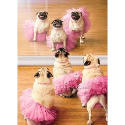 Avanti Ballerina Pugs Birthday Greeting Card