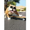 Avanti Bulldog / Sunglasses / Skatebo Birthday Greeting Card