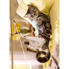 Avanti Cat In TraCountion Get Well Greeting Card