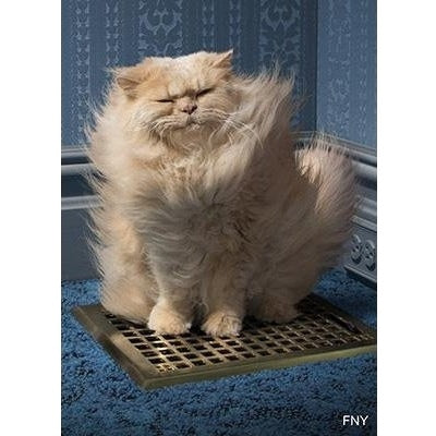 Avanti Cat Over Grate Almost Funny Greeting Card