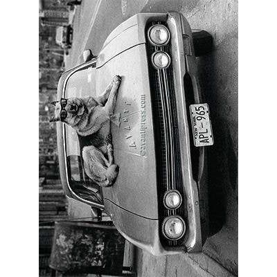 Avanti Dog On Hood Of Car Birthday Greeting Card