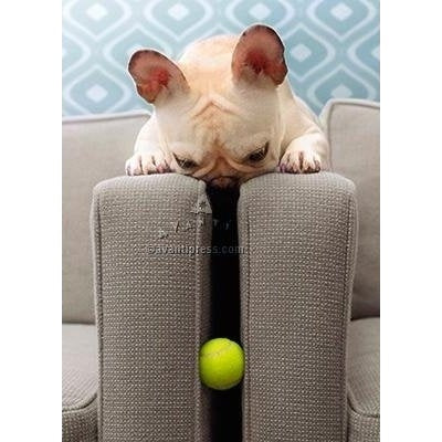 Avanti Frenchie Finds Ball Thank You Greeting Card