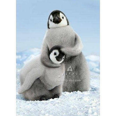 Avanti Penguin Noogie Birthday Greeting Card
