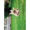 Avanti Running Dog Birthday Greeting Card