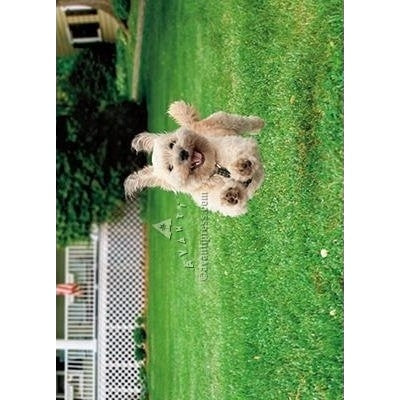 Avanti Running Dog Birthday Greeting Card