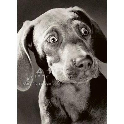 Avanti Surprised Weimaraner Birthday Greeting Card