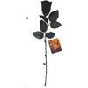 Black Rose - 17"