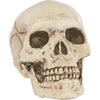 Jointed Mouth Plastic Skull