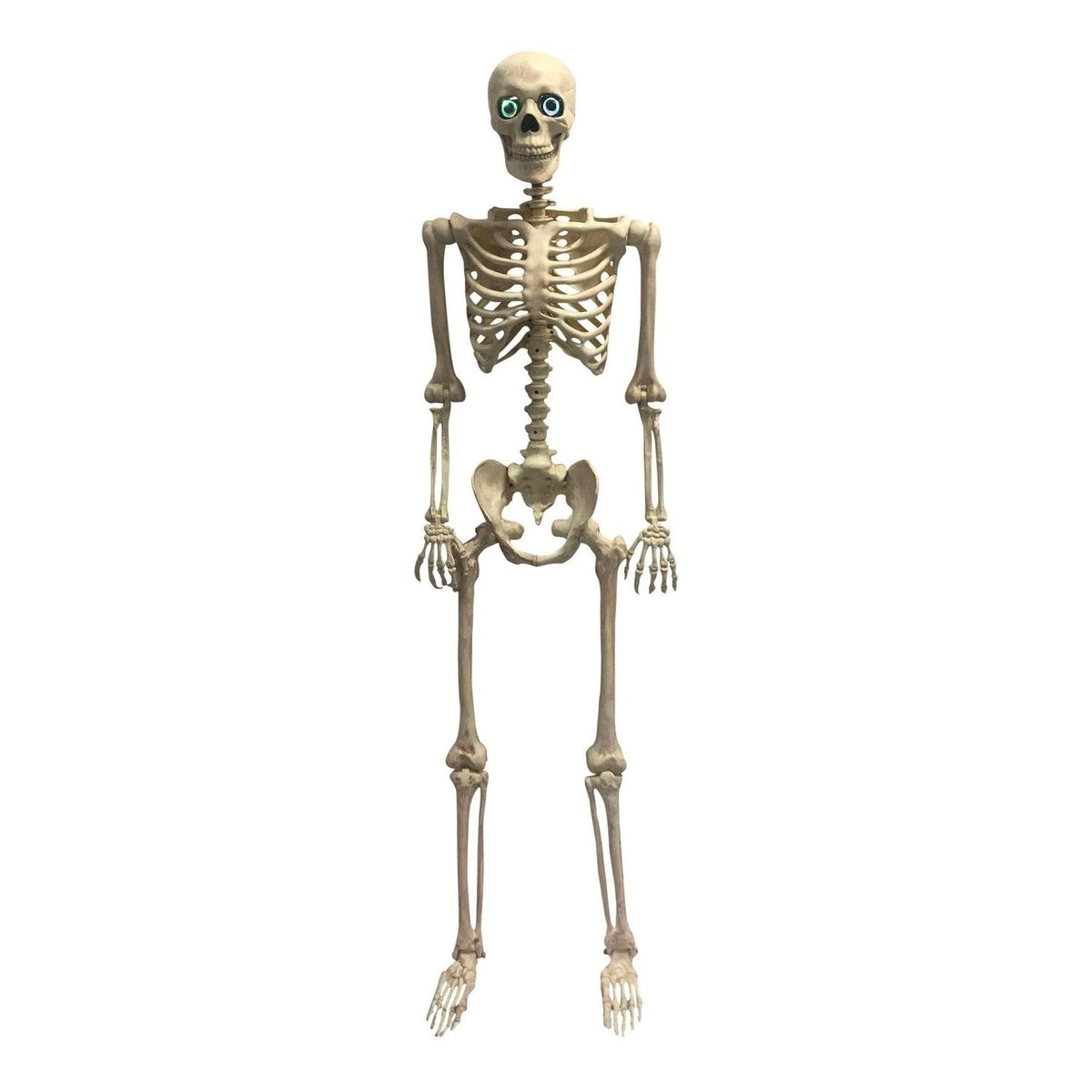 Skeleton Animated 60" Prop