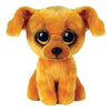 Ty - Zuzu Dog Reg